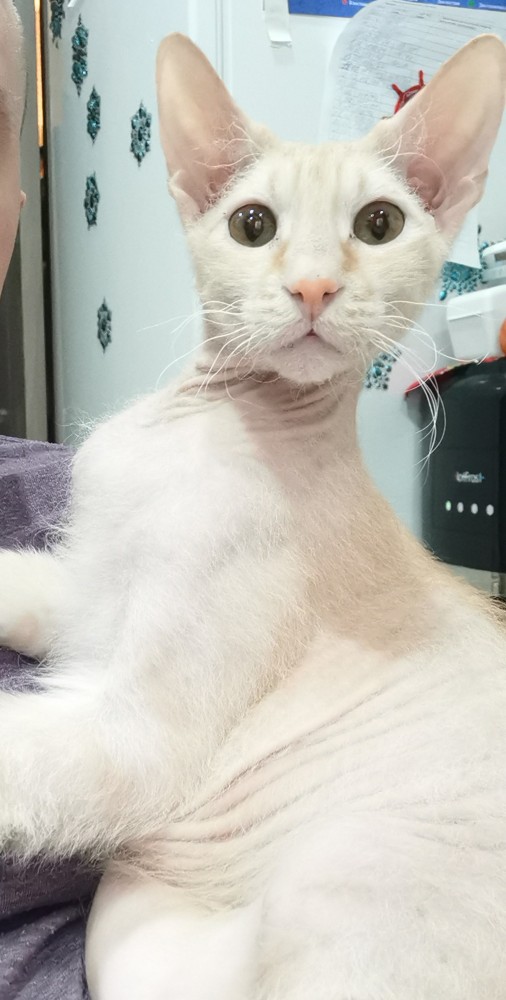 С котовторником!