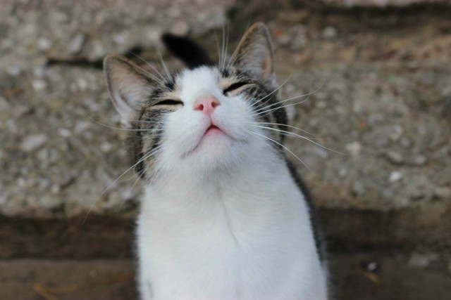 Которник