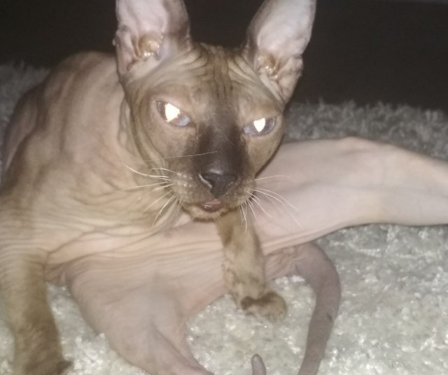 Котовторнику быть