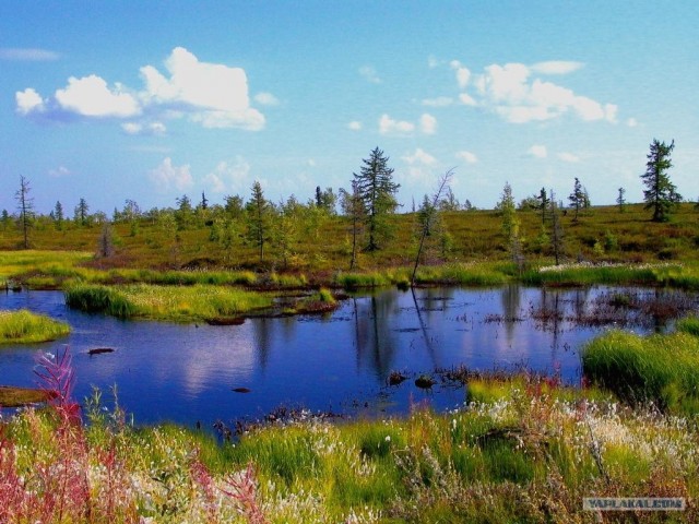 Просто природа, северная