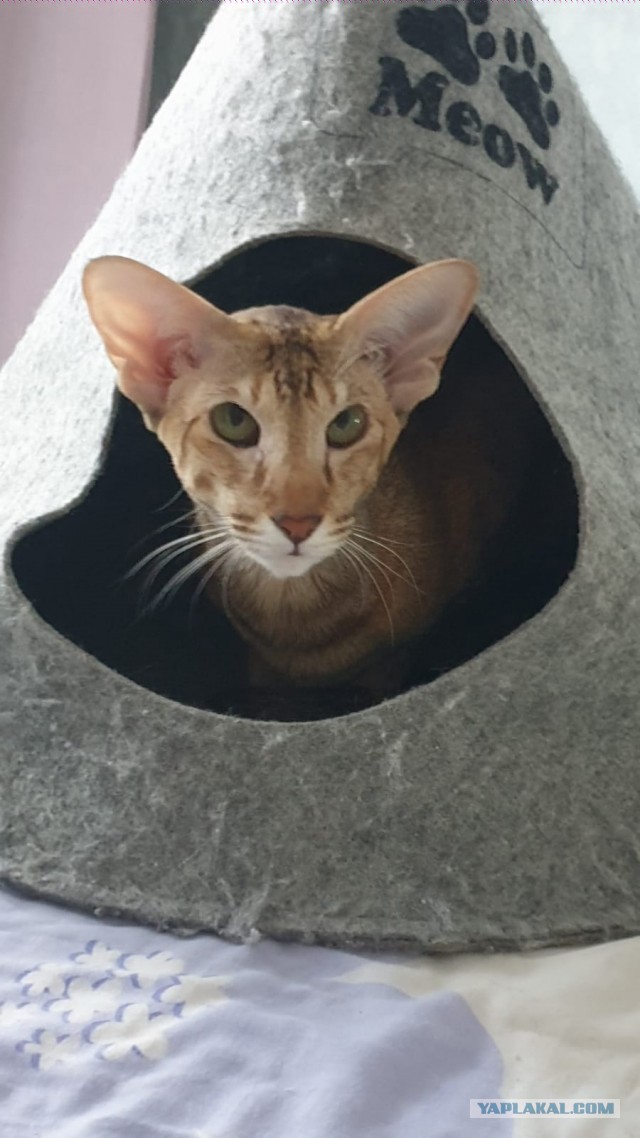 Котовторник. Февраль