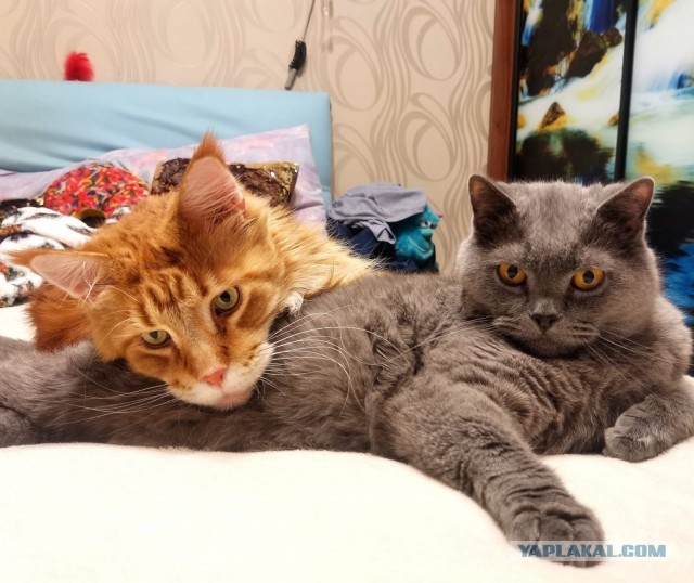 Котовторниковское