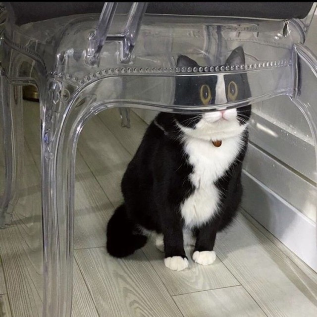 Забавные и милые котейки