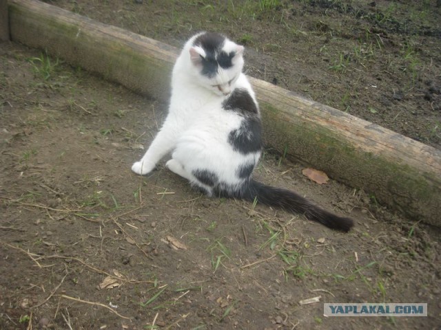 Жизнь домашнего приюта для котеек 397