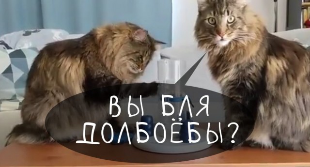 Котейки решают паззл для собак