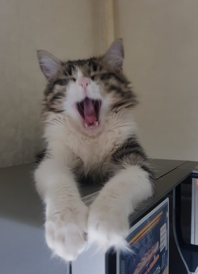 Лето и коты
