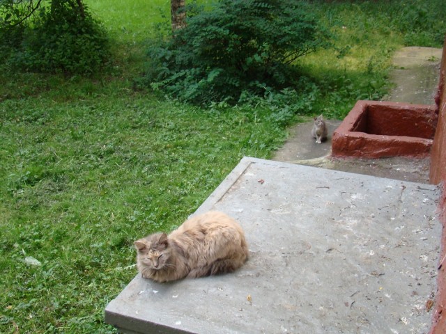 Котовторник 19.07.22