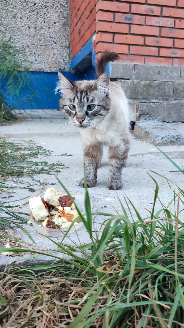 На котовторник