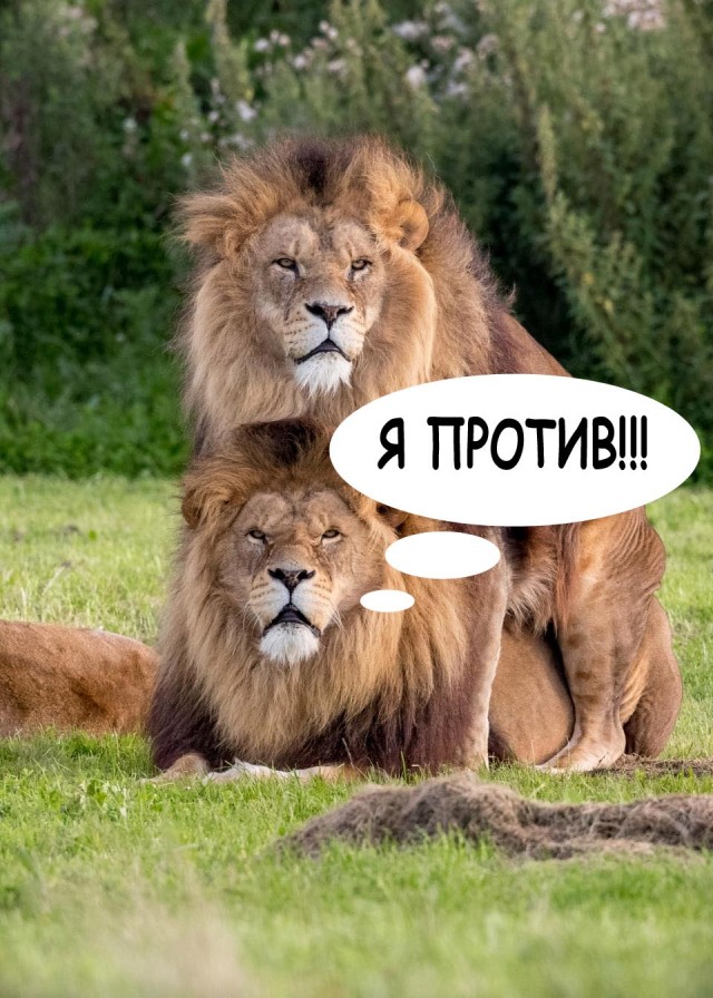В Грузинском Тбилиси был избит сбежавший туда российский блогер Михаил Лазутин, ака Лев Против