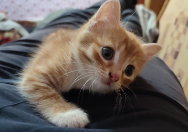 Котовторник 1.11.22