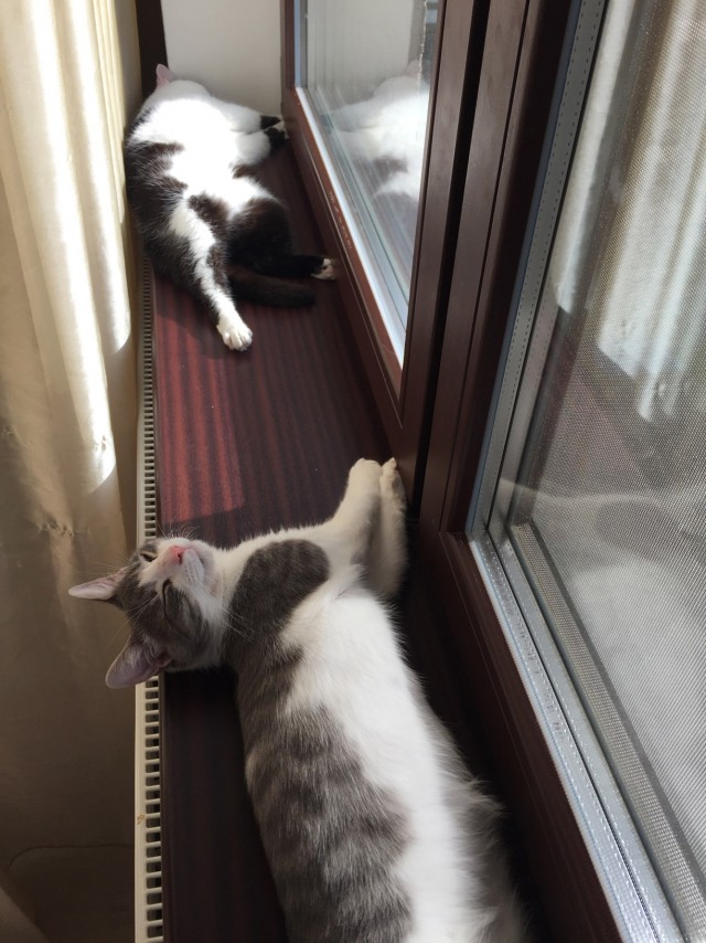 Котовторник. Котенок Кисель