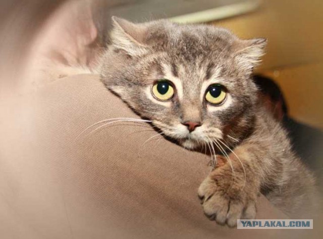 Котовторник  19.03.2013