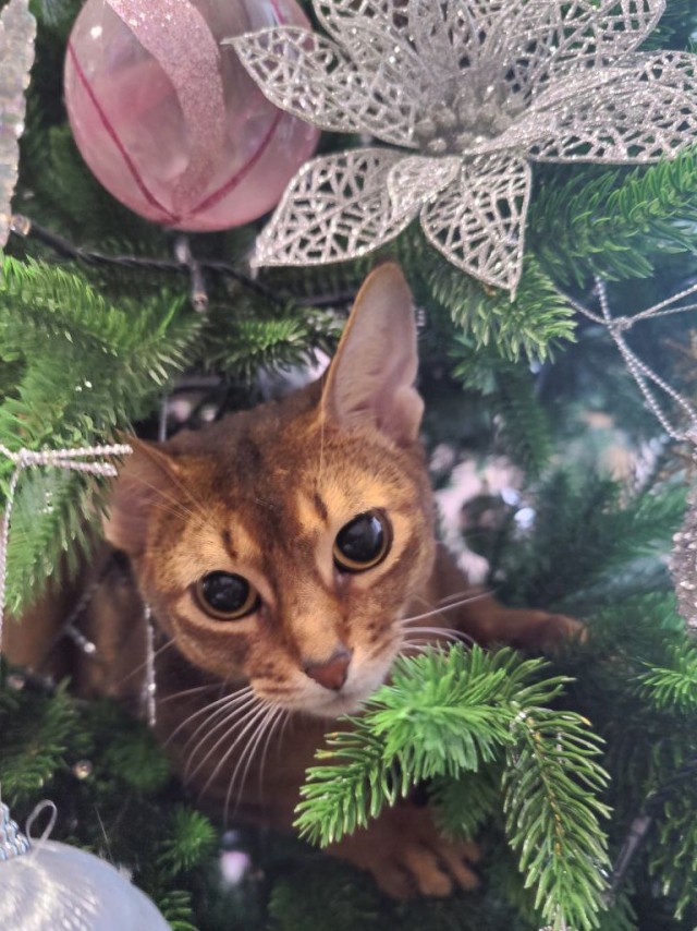 Новогодняя игрушка