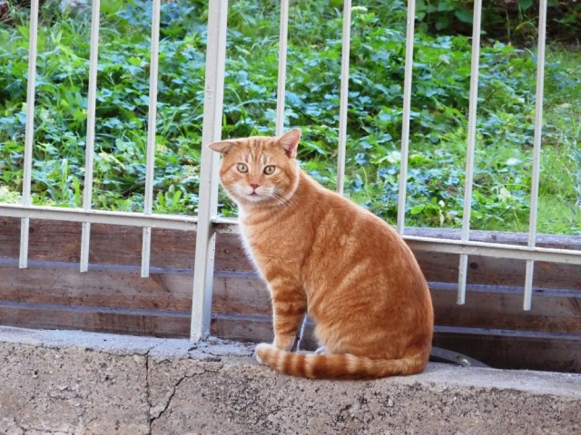 Котовторник. Немного сицилийских котов.