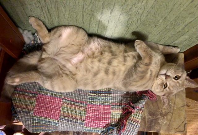 Даёшь котов в этот вторник!