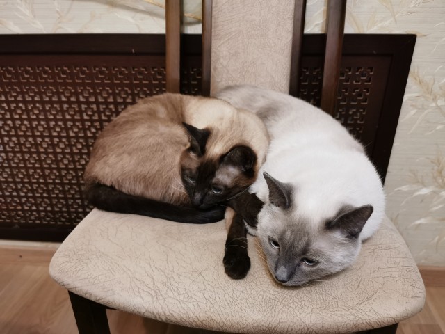 Начинаем котовторник.