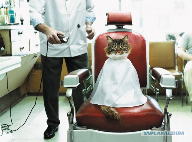У меня появился хозяин. Вопрос знатокам