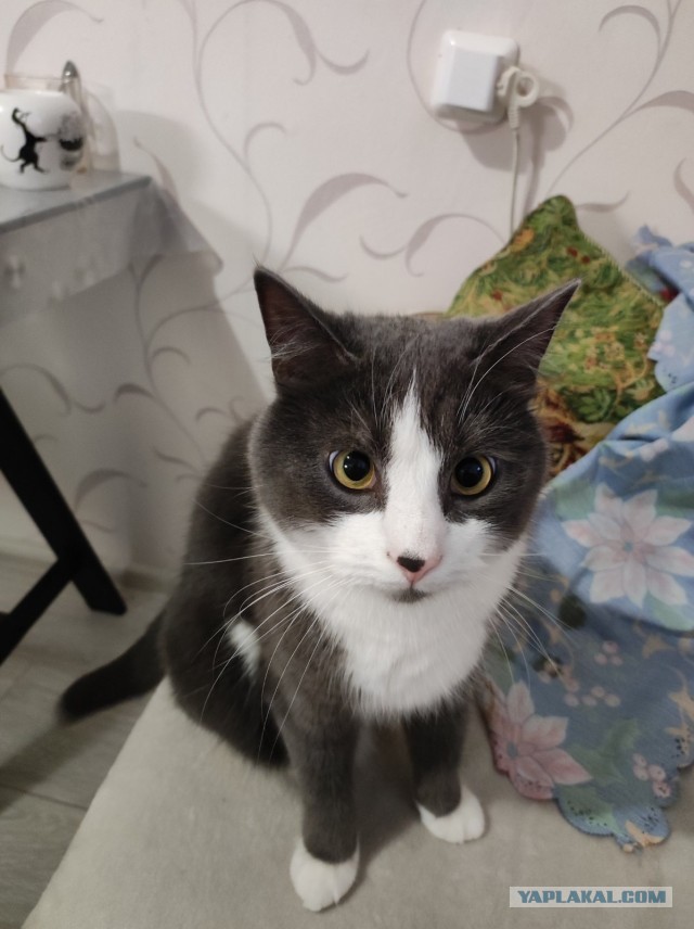 Ненужный кот