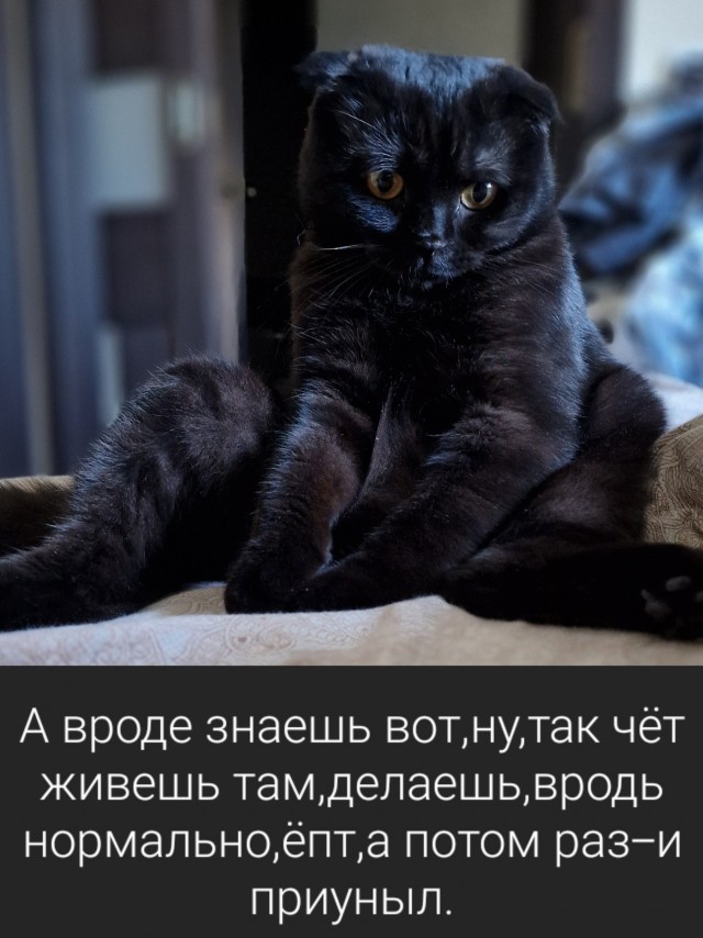 Котовторник Рыжих