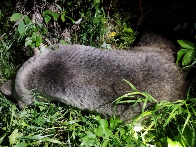 "Смерть председателя"