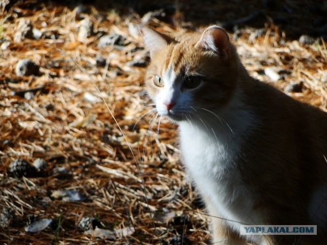 Котовторник 30.04.2013