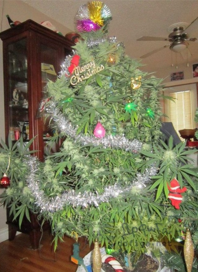 Показываем свои деревья