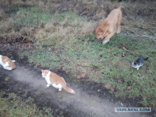 Жизнь домашнего приюта для котеек 476