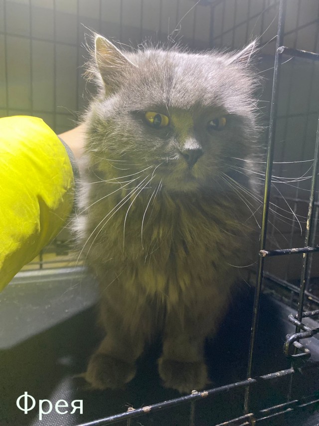 Жизнь домашнего приюта "Котоленд" 423