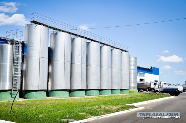 Как делают Рогачевскую сгущенку