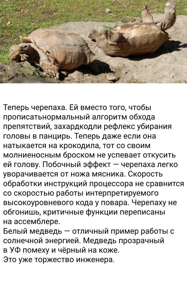 Баги в природе