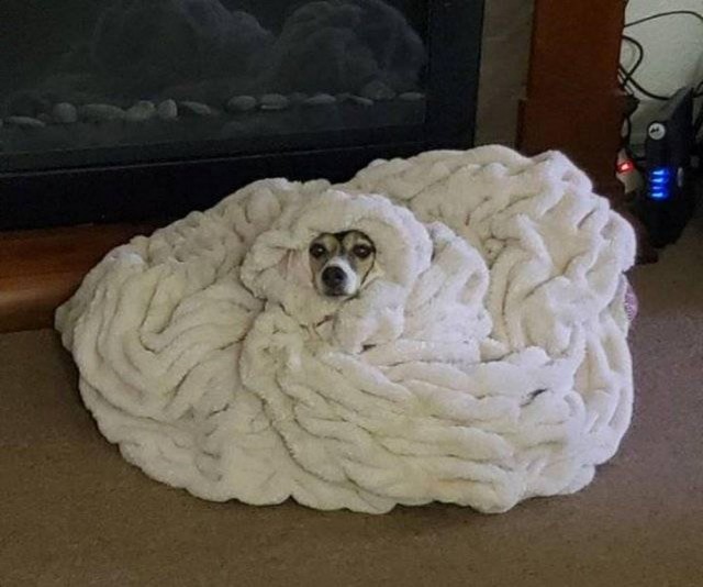 Прикольные морды котов псов к настроению...