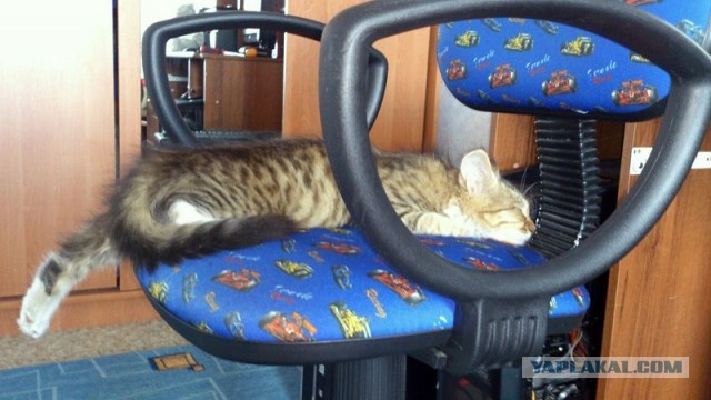 Котовторник 04.06.2013