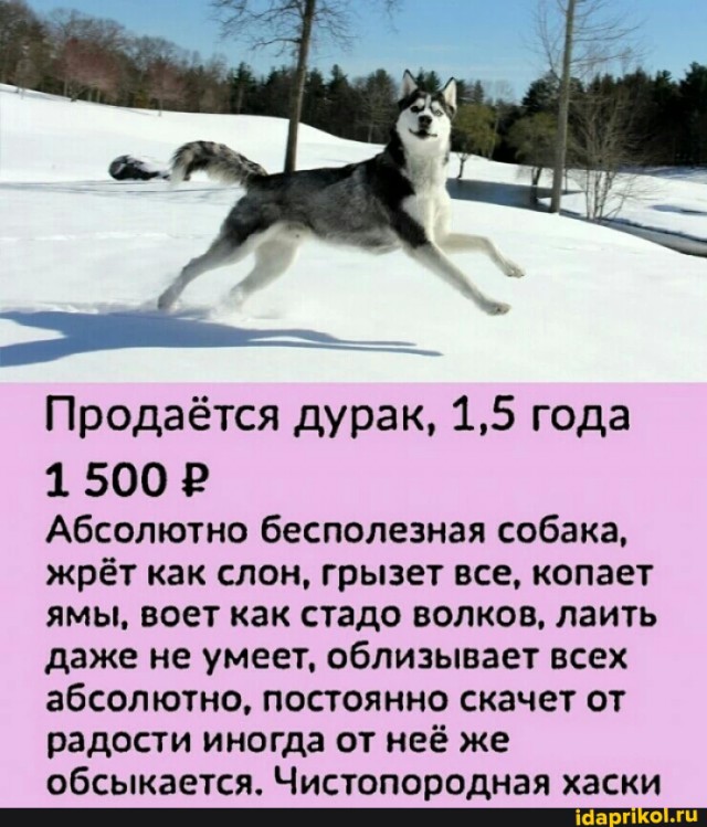 Новый житель в доме