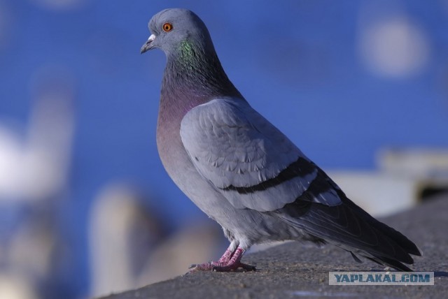 Голубь - польза или вред?