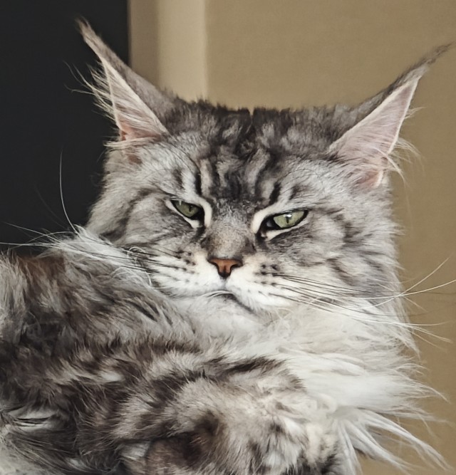 Коты, которые смирились со своей участью