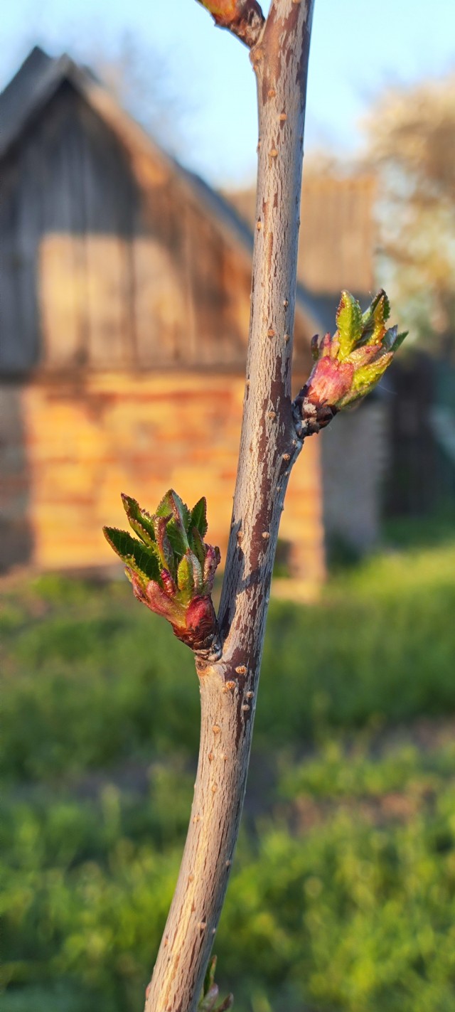 Посадил деревья