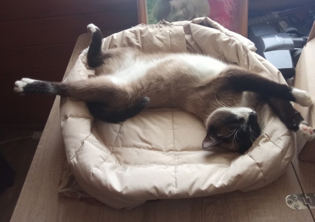 Котовторник