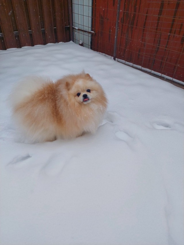 Собакочетверг
