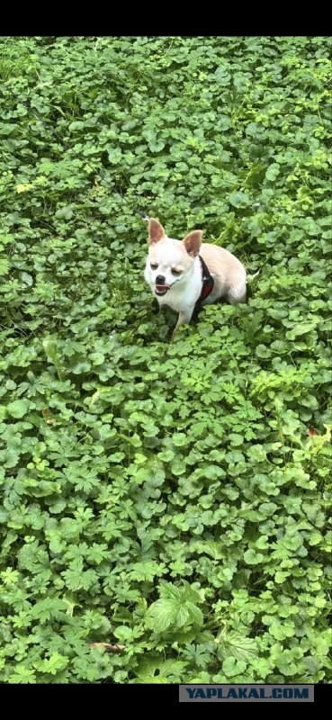 Проблема с зубами у чихуахуа.