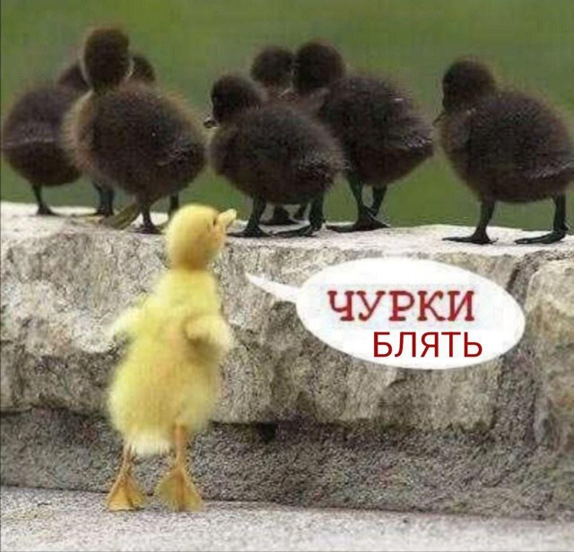 Черные всегда толпой нападают