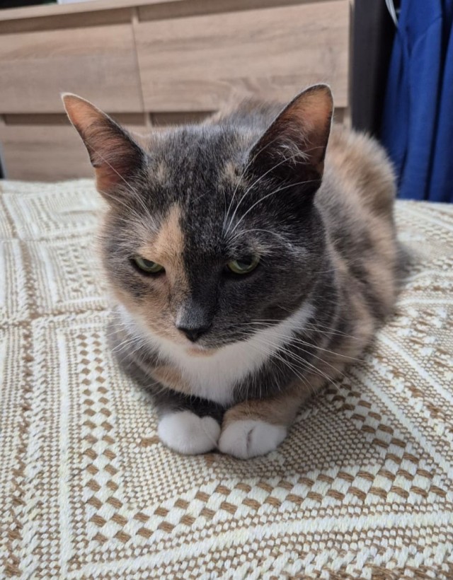 Котовторник же!