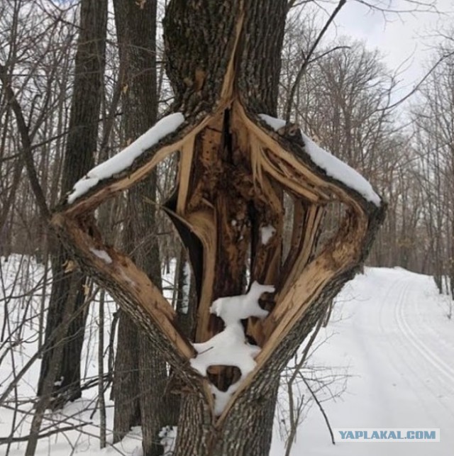 В США деревья начали взрываться из-за рекордных морозов