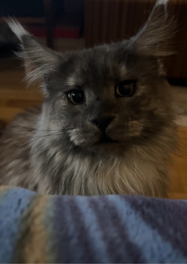 А котовторник уже пришёл?