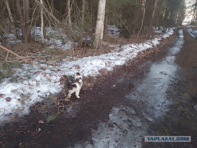 Жизнь домашнего приюта для котеек 574