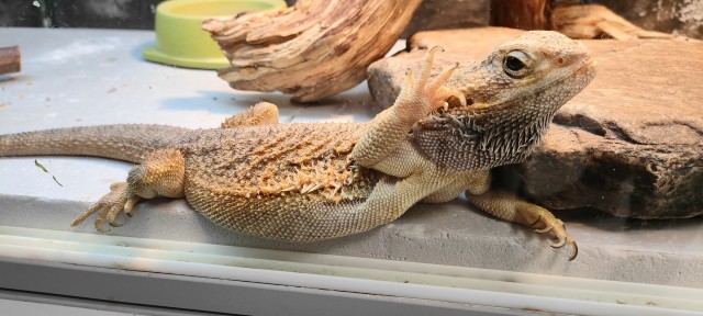 Ну, нет на Япе дня ящериц.