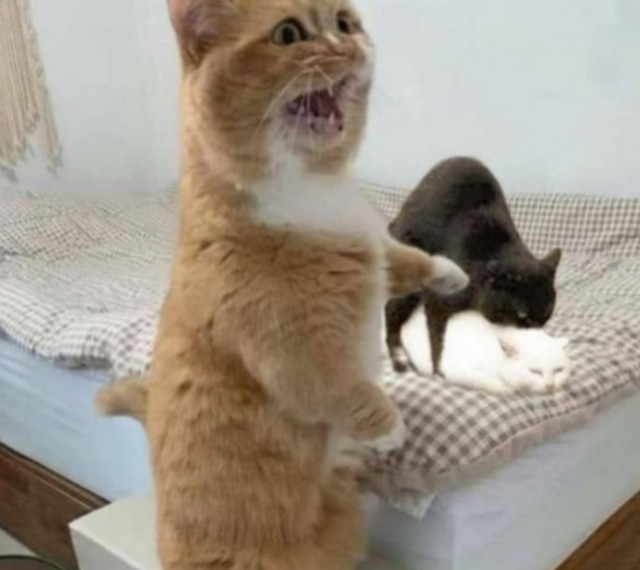 Котик-болтун