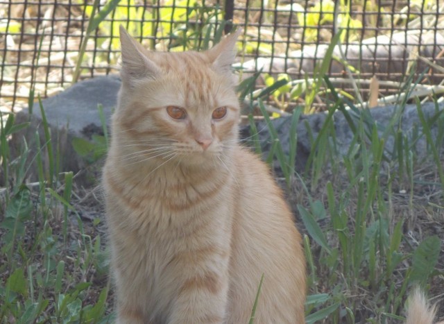 Котовторник#