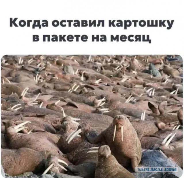 Забавные картинки, шутки из этих ваших интернетов