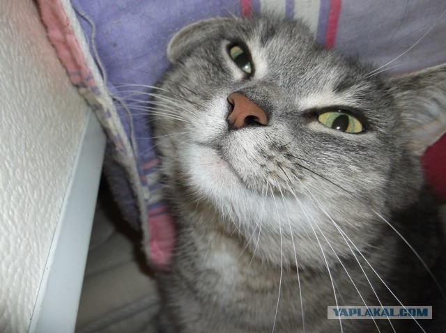 Котовторник  30.07.2013