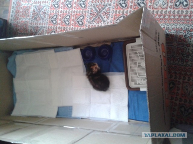 История одного "почти спасения".